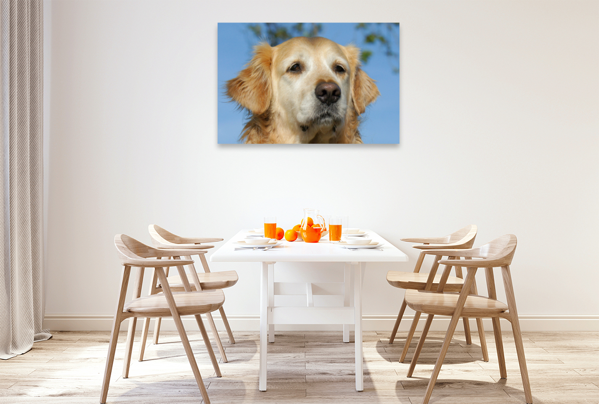 Golden Retriever Portrait