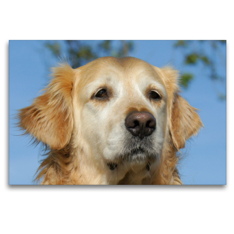 Golden Retriever Portrait