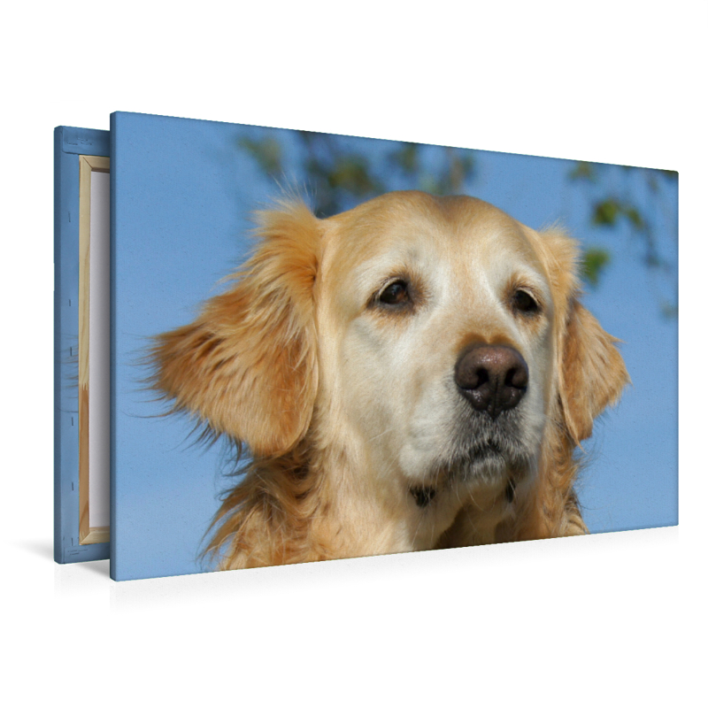 Golden Retriever Portrait