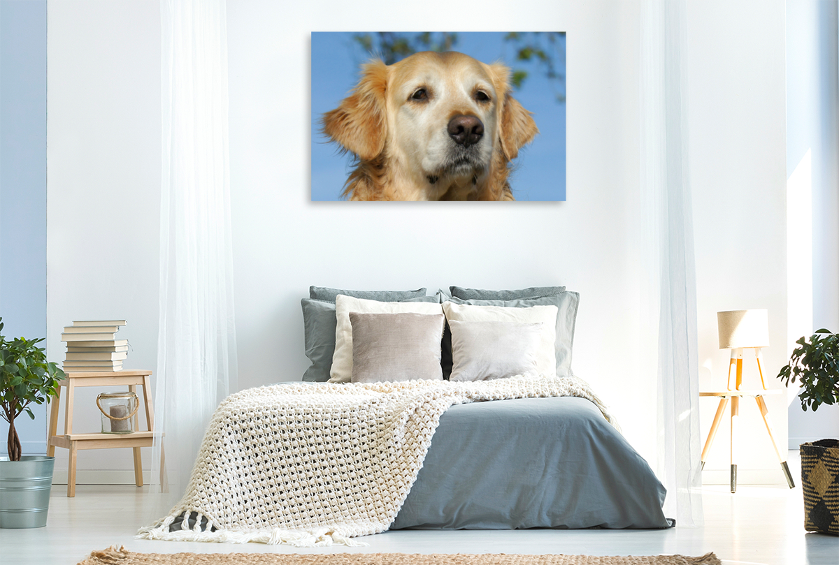 Golden Retriever Portrait