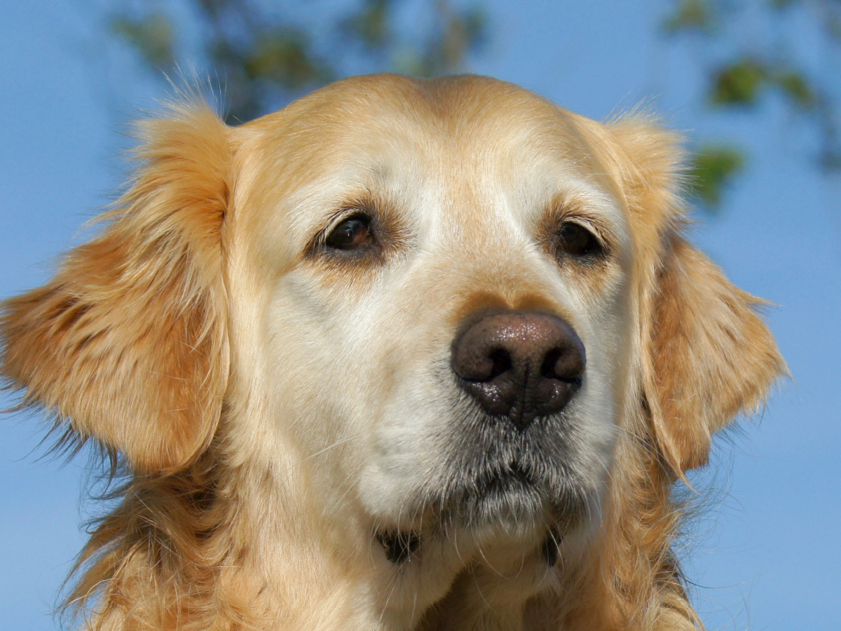 Golden Retriever Portrait