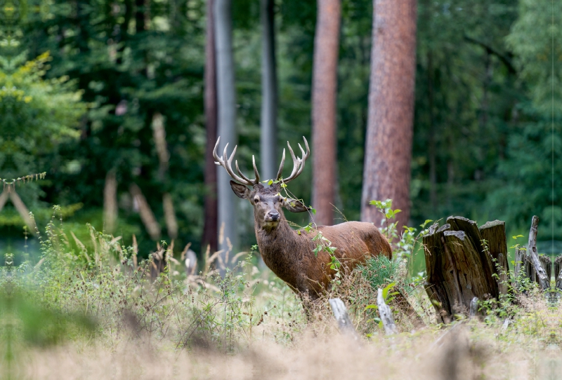 Juli: Der Beihirsch reagiert sich im Wald am Gebüsch ab.