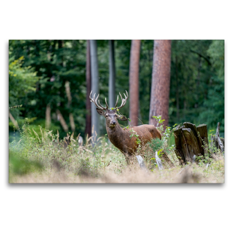 Juli: Der Beihirsch reagiert sich im Wald am Gebüsch ab.