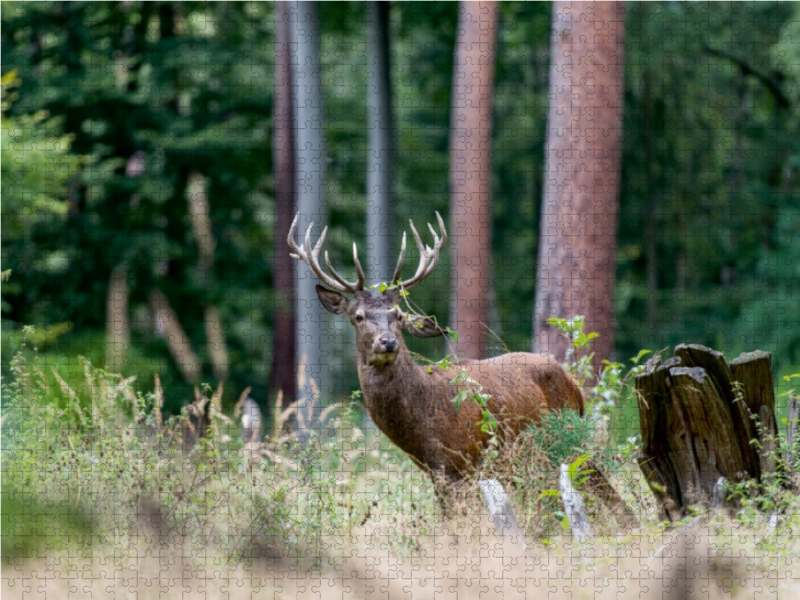 Juli: Der Beihirsch reagiert sich im Wald am Gebüsch ab.