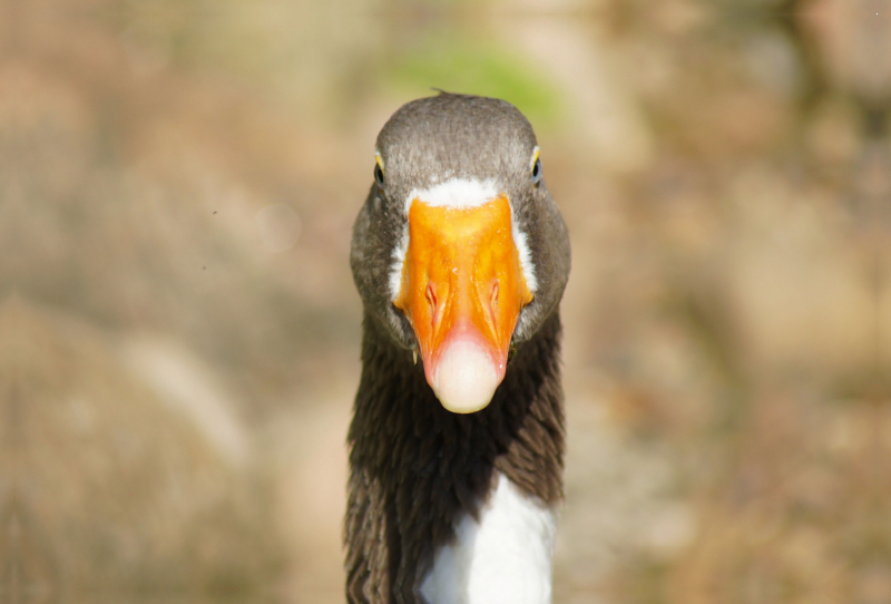 Gänseschnabel