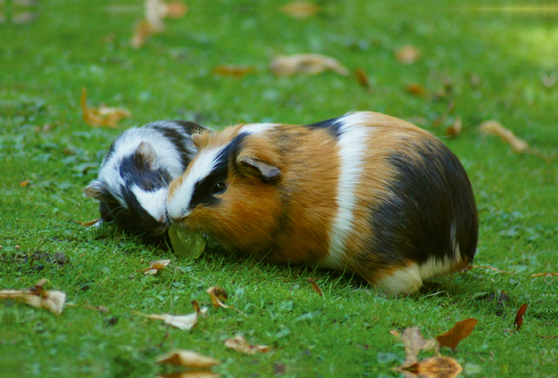 Meerschweinchen Dinner