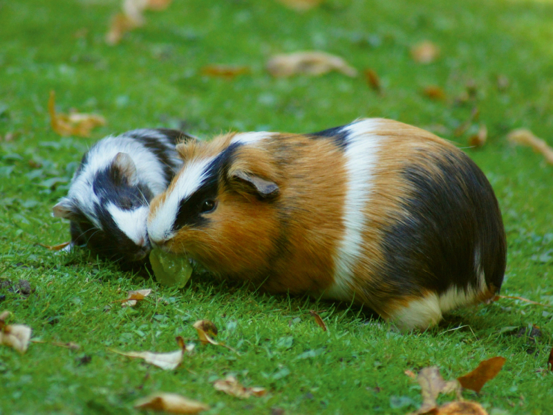 Meerschweinchen Dinner