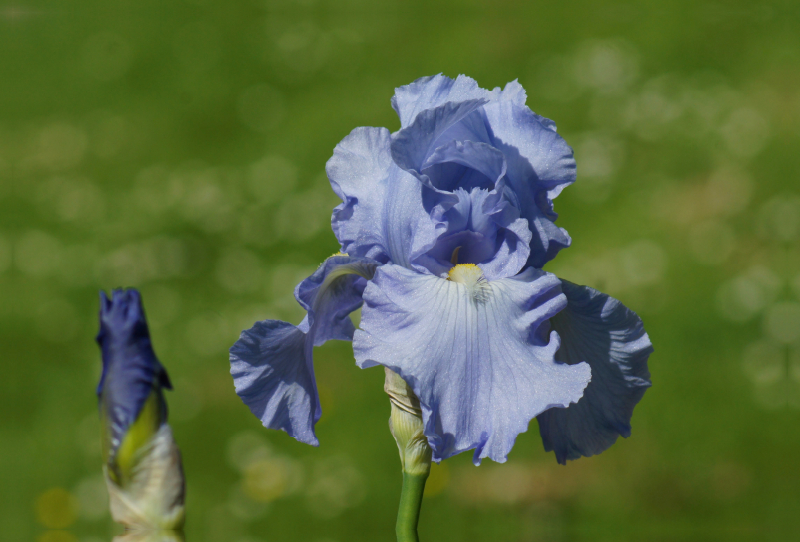 Hellblaue Lilien