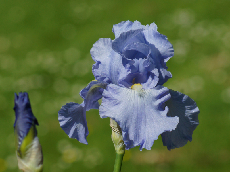 Hellblaue Lilien