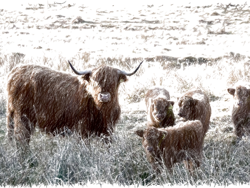 Schottisches Hochlandrind in Glencoe