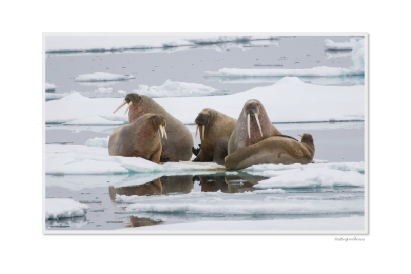 Ein Motiv aus dem Kalender Emotional Moments: Die Tierwelt der Arktis. UK-Version