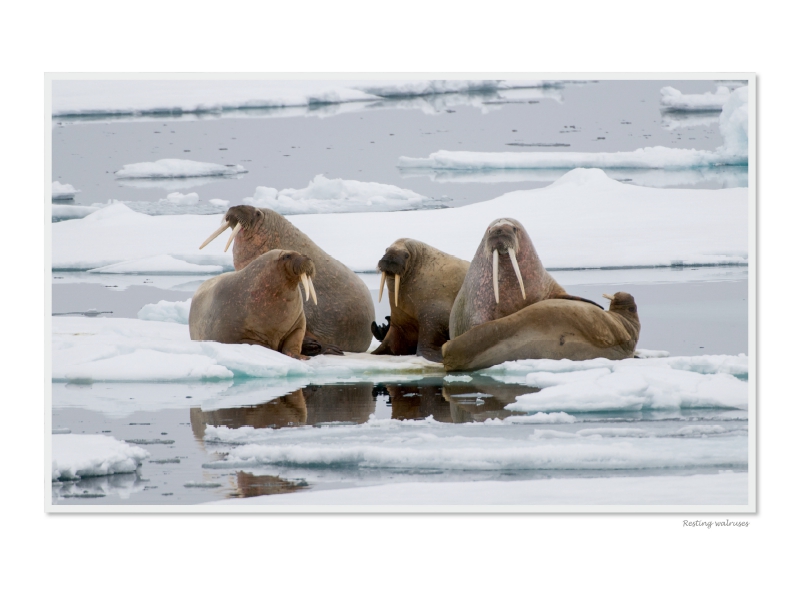 Ein Motiv aus dem Kalender Emotional Moments: Die Tierwelt der Arktis. UK-Version