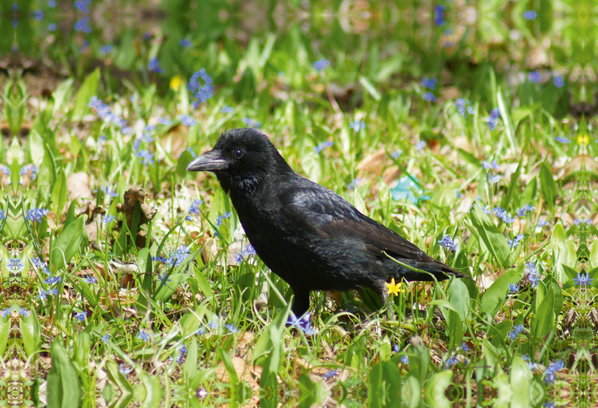 Rabe auf der Blumenwiese