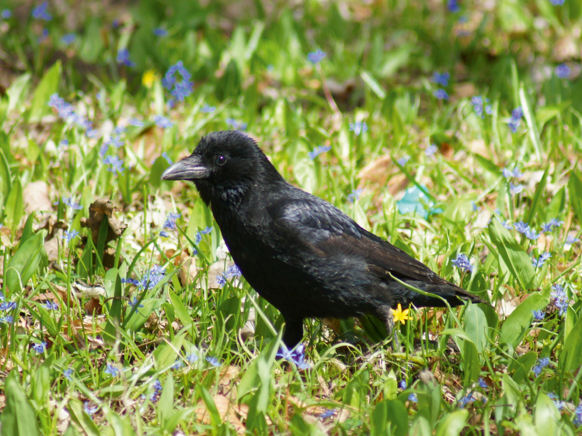 Rabe auf der Blumenwiese