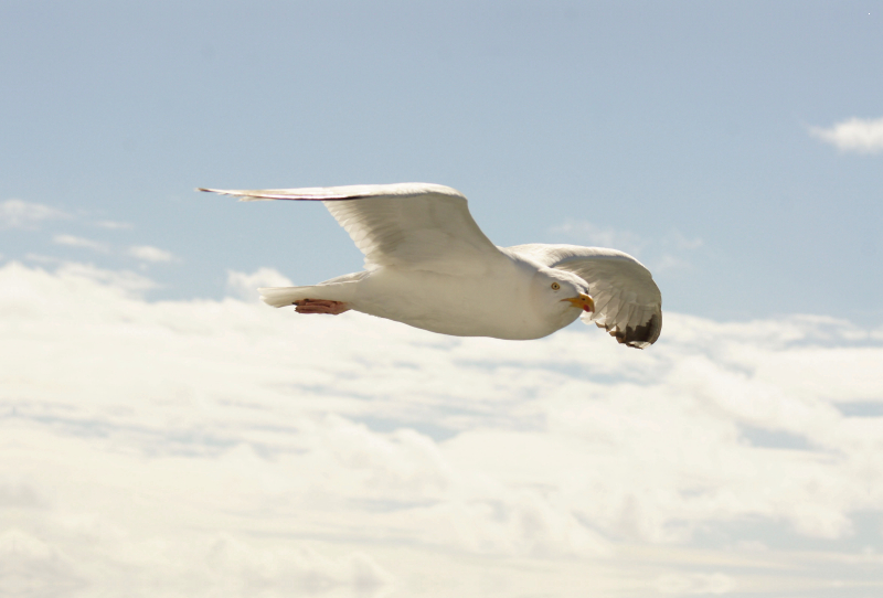 Fliegende Silbermöwe