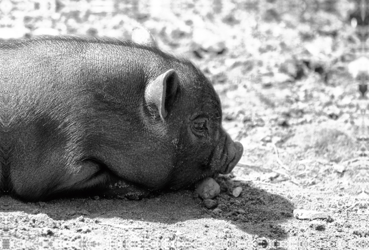 Minischwein Ferkel