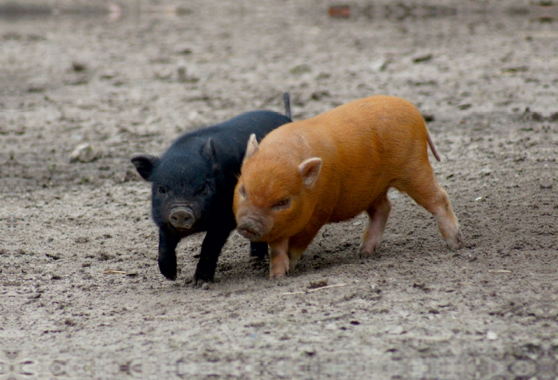 Spielende Minischwein Ferkel