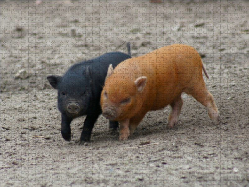 Spielende Minischwein Ferkel