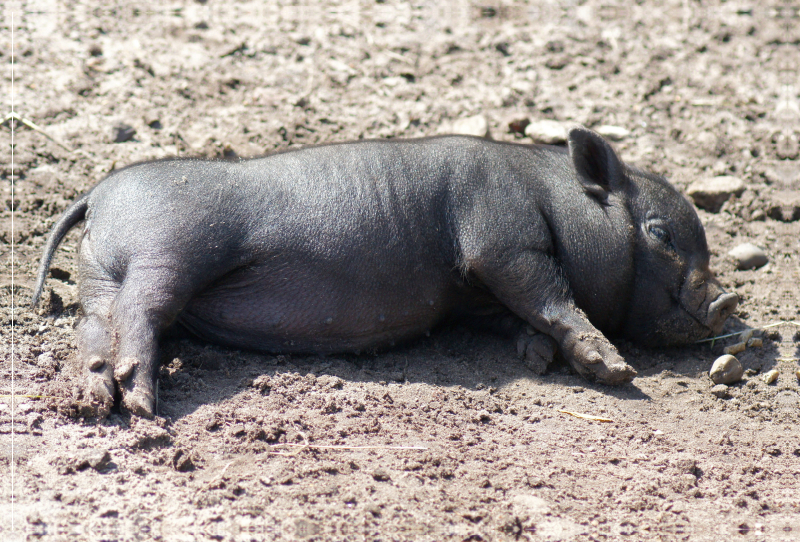 Schlafende Mikroschwein Ferkel