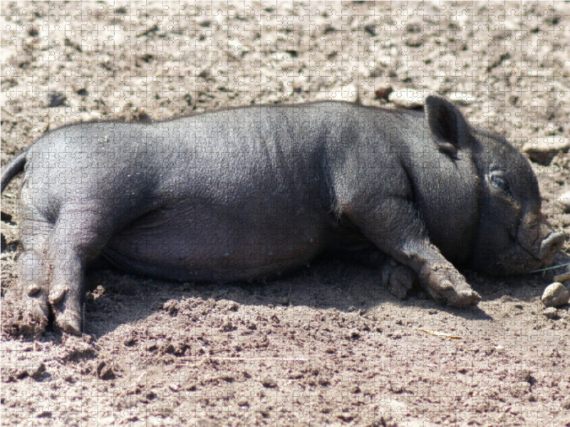 Schlafende Mikroschwein Ferkel