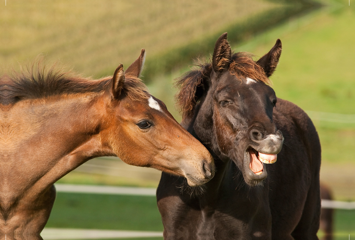 Rheinländer Warmblut Fohlen