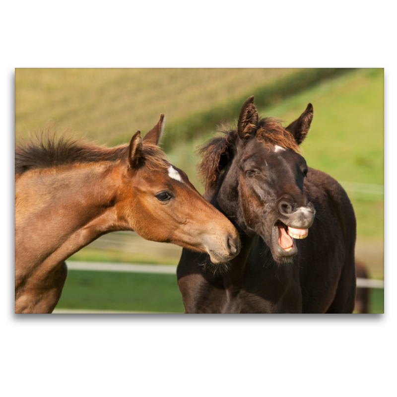 Rheinländer Warmblut Fohlen