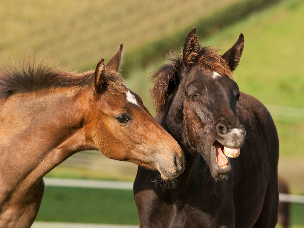 Rheinländer Warmblut Fohlen