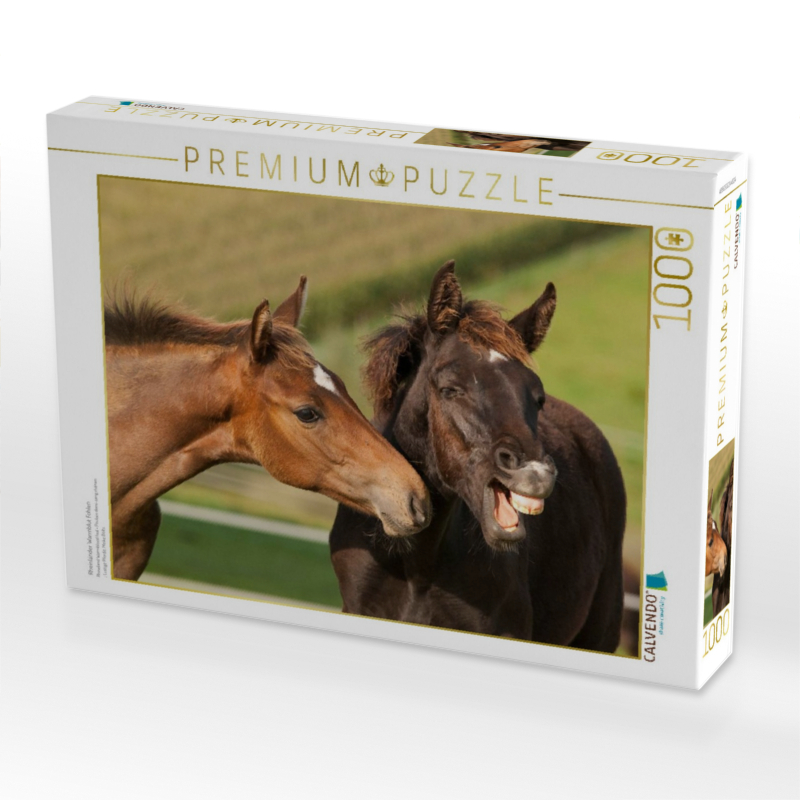 Rheinländer Warmblut Fohlen