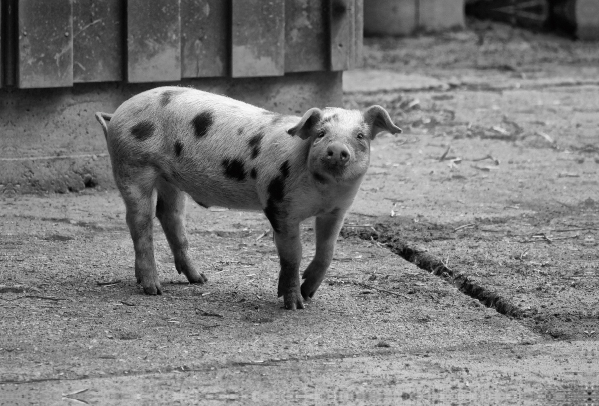 Glückliches Bentheimer Ferkel