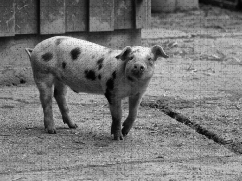 Glückliches Bentheimer Ferkel