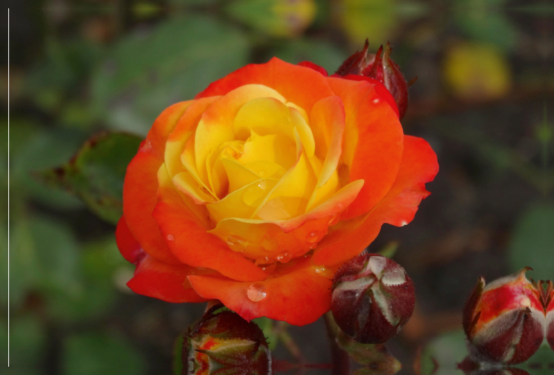 Orange gelbe Rose