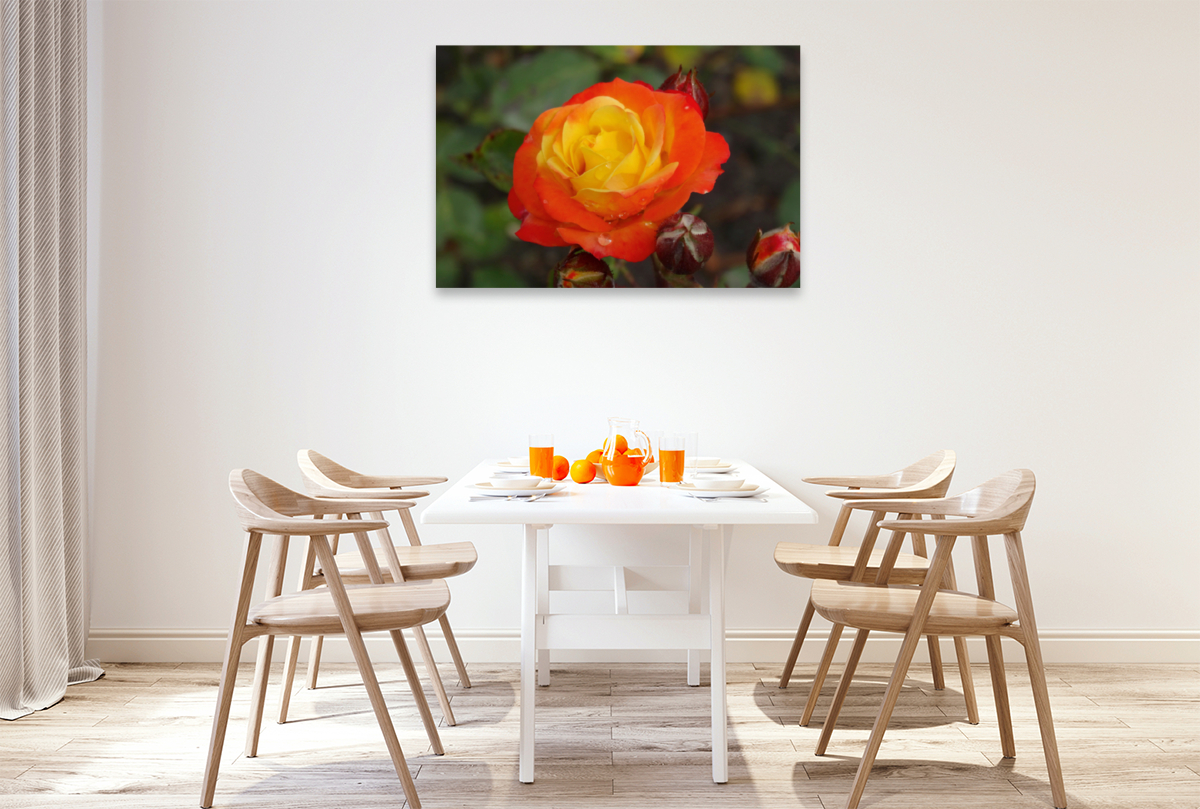 Orange gelbe Rose