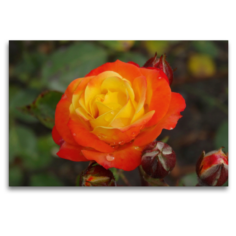 Orange gelbe Rose