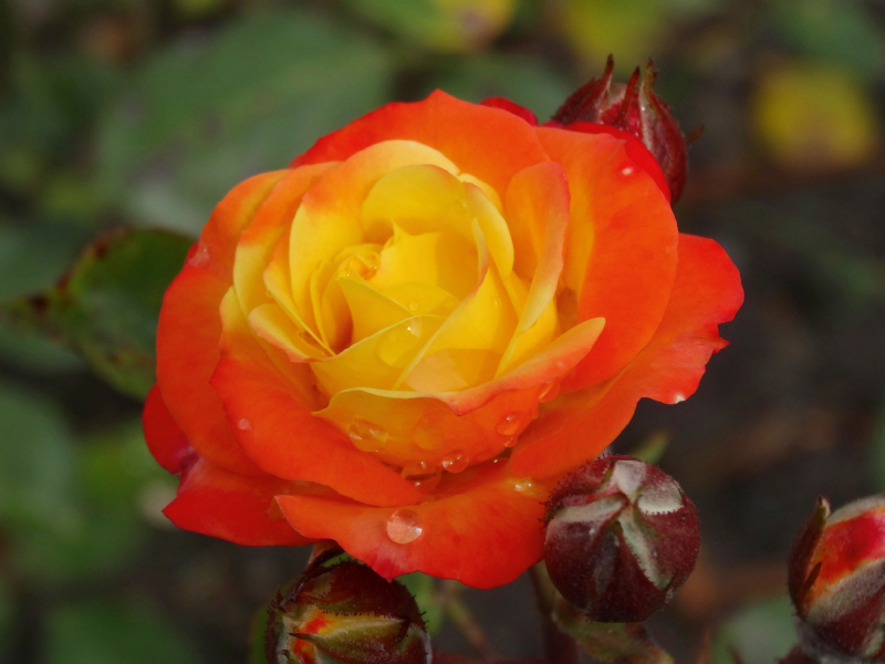 Orange gelbe Rose