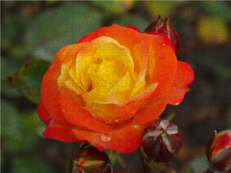 Orange gelbe Rose