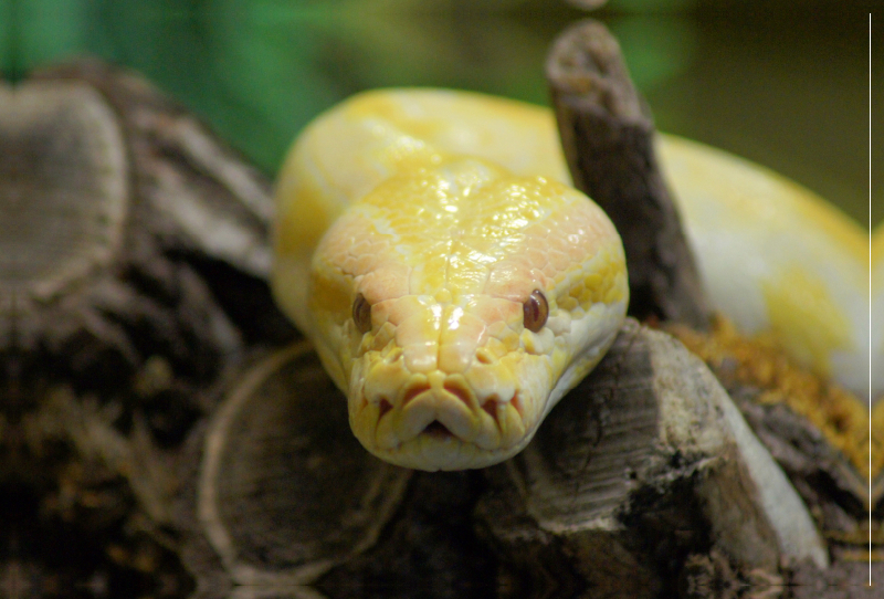 Albino Python