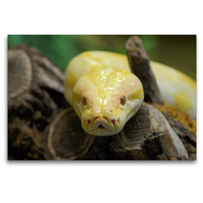 Albino Python