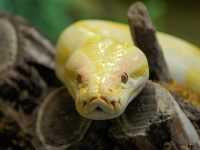 Albino Python