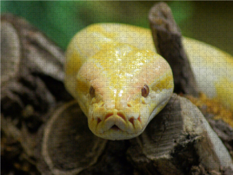 Albino Python