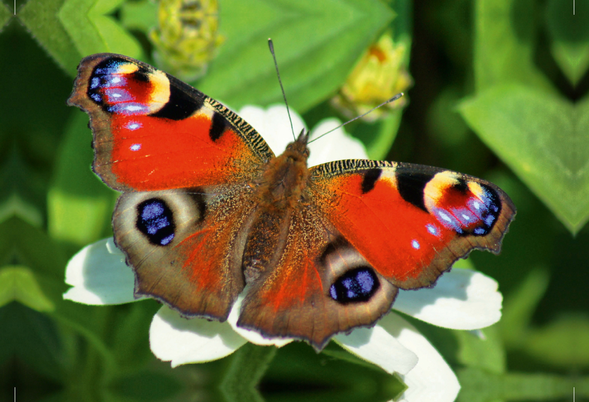 Tagpfauenauge auf weißer Blüte