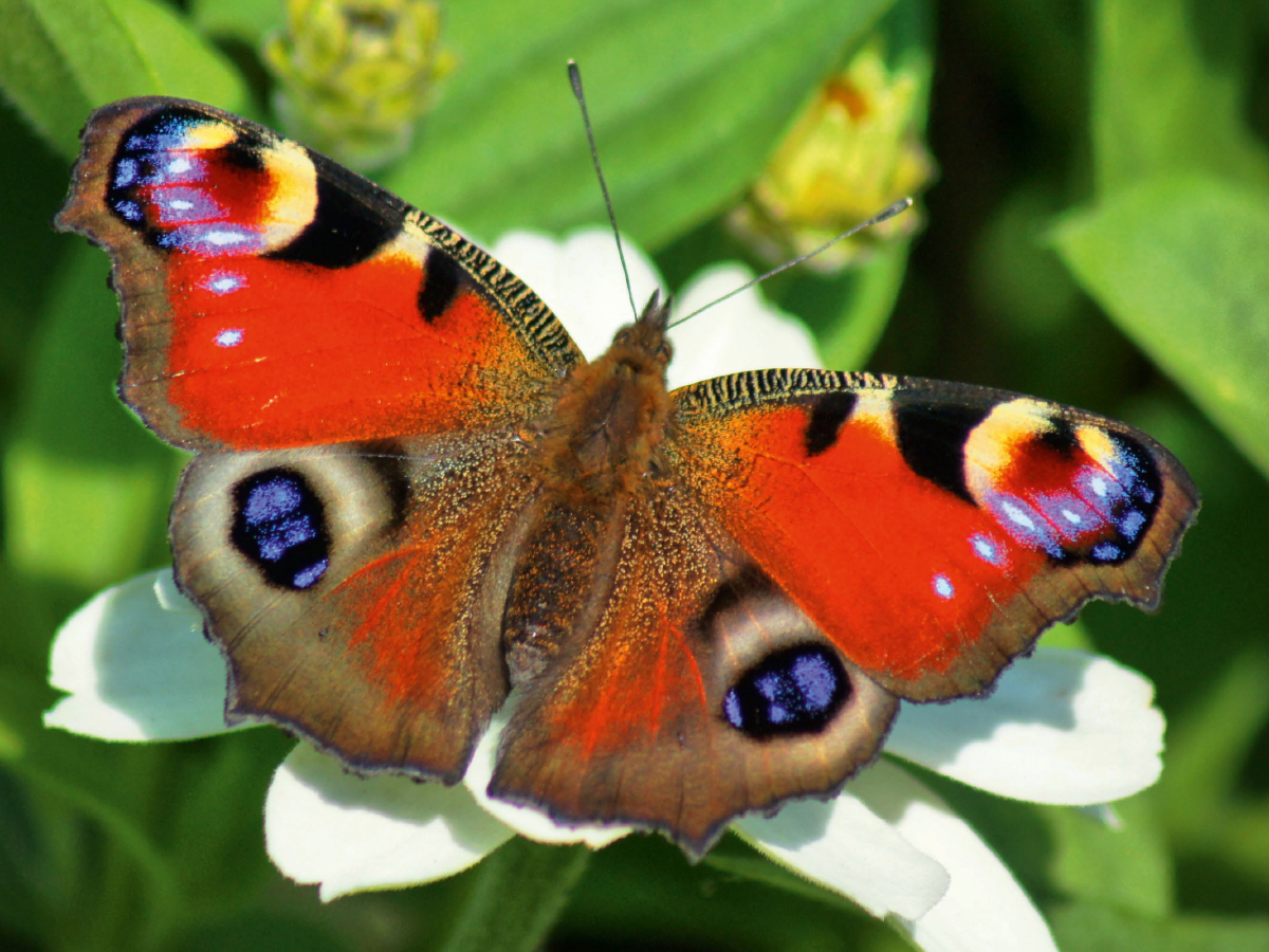 Tagpfauenauge auf weißer Blüte