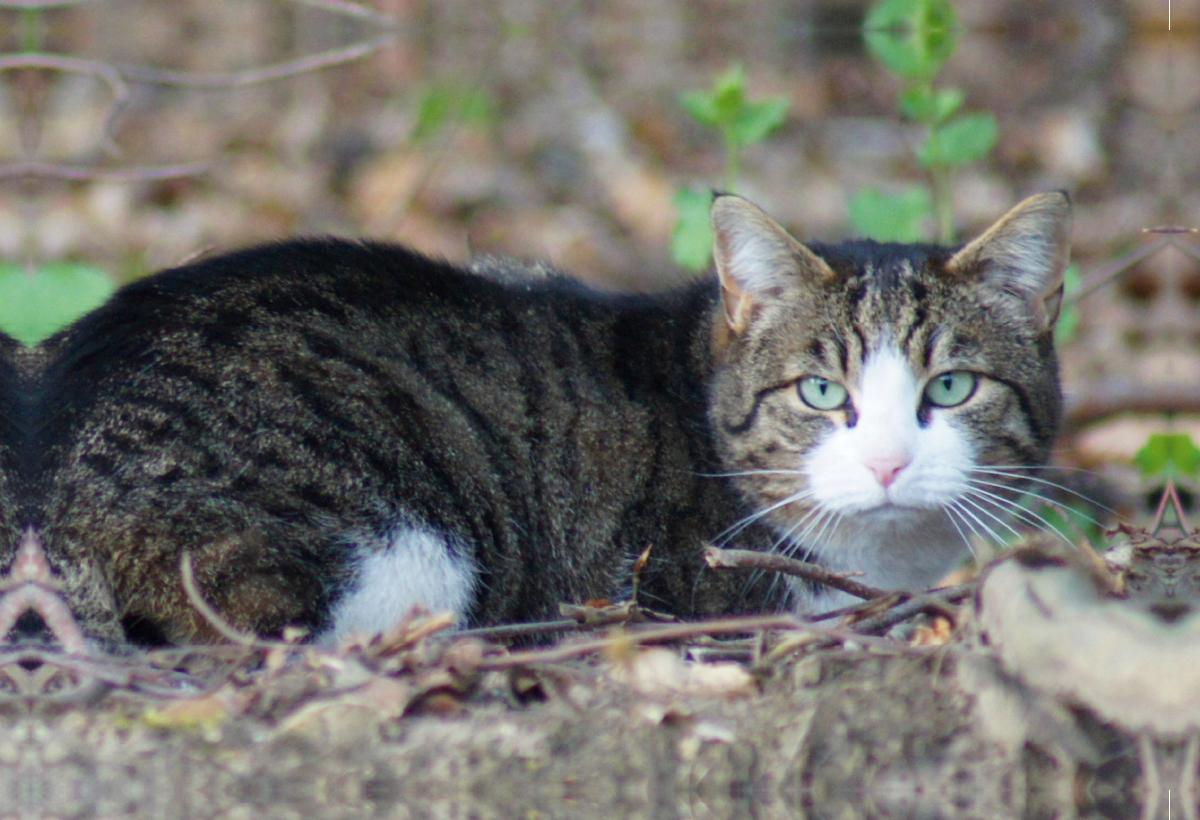 Getigerte Hauskatze