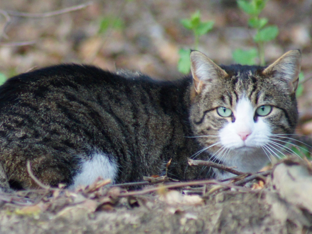 Getigerte Hauskatze