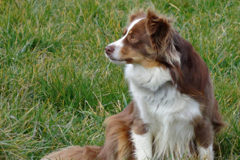 Miniatur Australian Shepherd