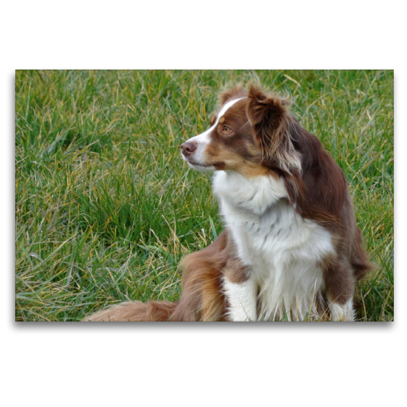 Miniatur Australian Shepherd