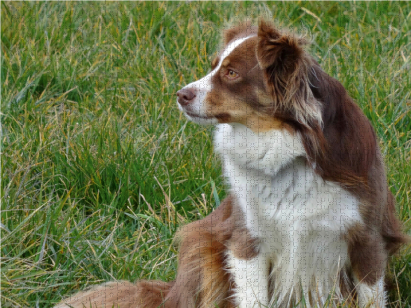 Miniatur Australian Shepherd