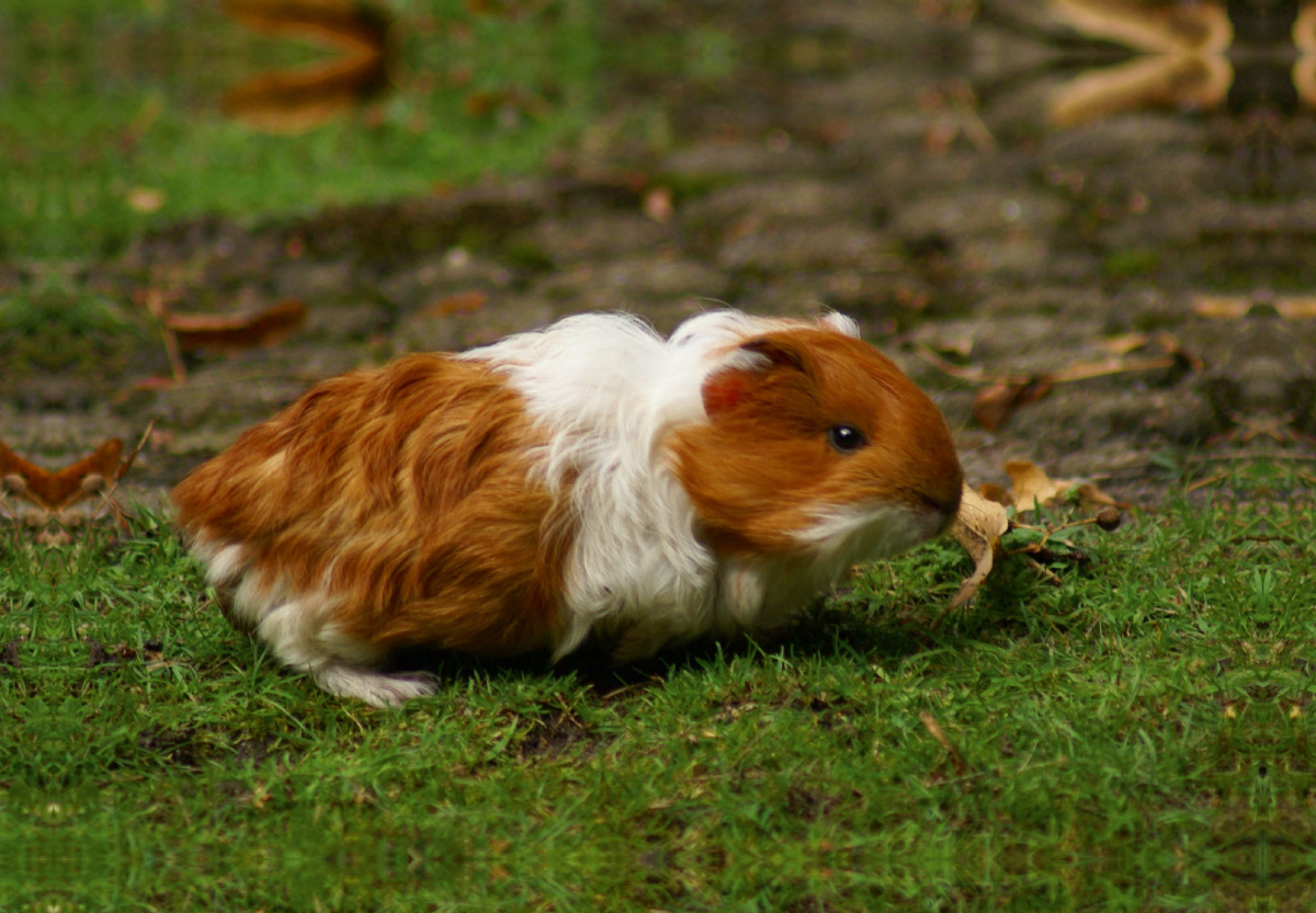 Rot weißes Meerschweinchen Baby