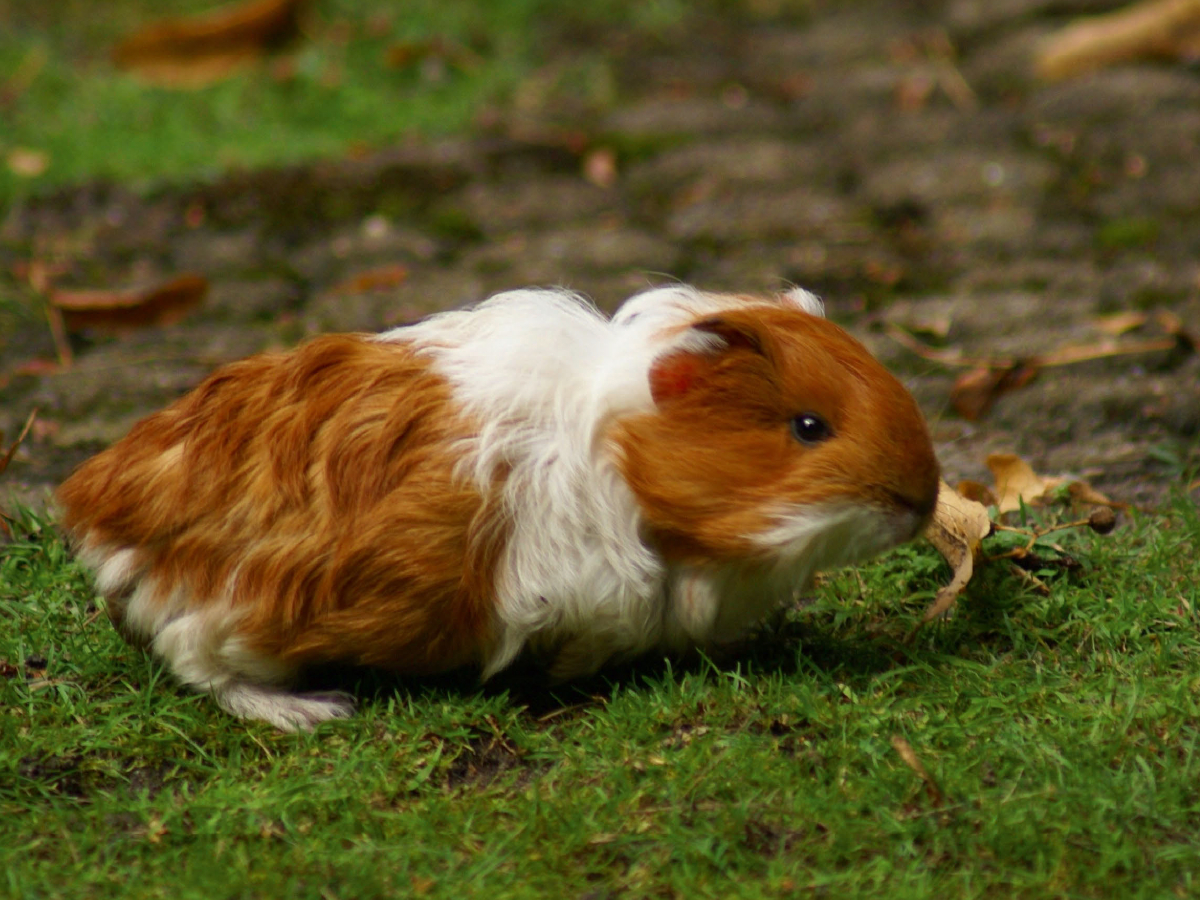 Rot weißes Meerschweinchen Baby