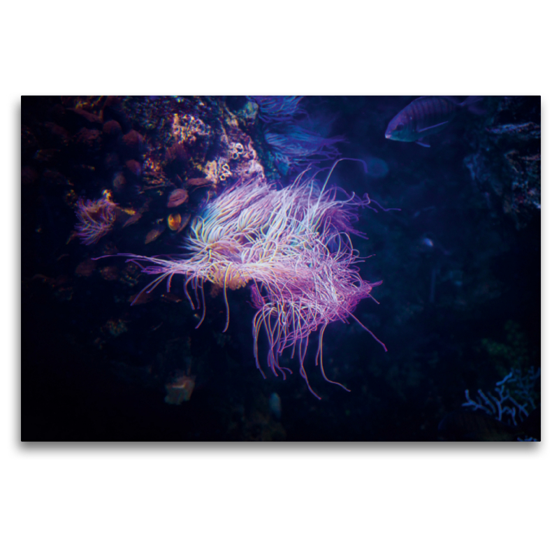 Seeanemone