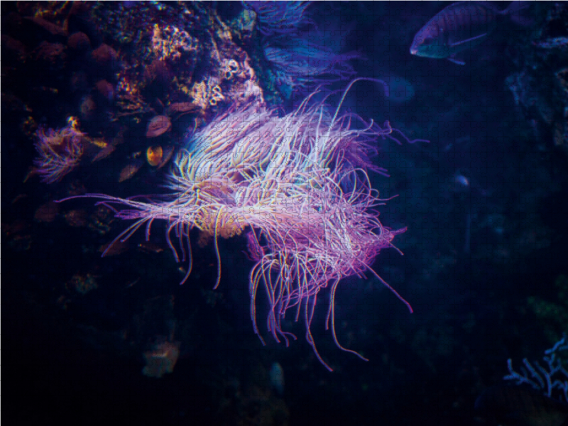 Seeanemone